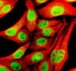 Immunofluorescent staining of TFAP4 using anti-TFAP4 antibody (green) and anti-Beta Tubulin antibody (red). TFAP4 was detected in an immunocytochemical section of Hela cells. Enzyme antigen retrieval was performed using IHC enzyme antigen retrieval reagent for 15 mins. The cells were blocked with 10% goat serum. And then incubated with 5 ug/ml rabbit anti-TFAP4 antibody and mouse anti-Beta Tubulin antibody overnight at 4oC. DyLight 488 Conjugated Goat Anti-Rabbit IgG and Cy3 Conjugated Goat Anti-Mouse IgG were used as secondary antibody at 1:500 dilution and incubated for 30 minutes at 37oC. Visualize using a fluorescence microscope and filter sets appropriate for the label used.