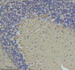 NEFM Antibody Rat Cerebellum IHC. Immunohistochemical staining of FFPE rat cerebellum tissue using NEFM Antibody. Heat-induced epitope retrieval was performed in pH 8.0 EDTA buffer prior to incubation with the primary antibody at 2 ug/mL overnight at 4Â°C. An HRP-conjugated goat anti-rabbit secondary antibody with DAB chromogen was used for visualization. Prominent cytoplasmic staining is observed in Purkinje neurons and their processes at the interface between the molecular and granular layers, consistent with the expected distribution of neurofilament medium chain within the neuronal cytoskeleton. These results demonstrate that NEFM Antibody, a Neuronal Cytoskeletal Marker Antibody, specifically detects endogenous neurofilament medium chain in FFPE rat cerebellum tissue.