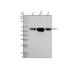 Western blot analysis of MSTO1 using anti-MSTO1 antibody. Electrophoresis was performed on a 10% SDS-PAGE gel at 80V (Stacking gel) / 120V (Resolving gel) for 2 hours. Lane 1: human Hela whole cell lysates, Lane 2: human HepG2 whole cell lysates, Lane 3: human 293T whole cell lysates. After electrophoresis, proteins were transferred to a nitrocellulose membrane at 150 mA for 50-90 minutes. Blocked the membrane with 5% non-fat milk/TBS for 1.5 hour at RT. The membrane was incubated with rabbit anti-MSTO1 antibody at 0.5 ug/ml overnight at 4oC, then washed with TBS-0.1%Tween 3 times with 5 minutes each and probed with a goat anti-rabbit IgG-HRP secondary antibody at a dilution of 1:5000 for 1.5 hour at RT. The signal was developed using an ECL Plus Western Blotting Substrate. A doublet is detected at approximately 62 kDa, matching the predicted molecular weight of MSTO1. The appearance of two closely spaced bands is consistent with co-existing isoforms or phosphorylation states of MSTO1, a mitochondrial outer membraneâassociated protein involved in mitochondrial fusion and morphology. Both bands correspond to known full-length forms of MSTO1 commonly reported in human cells.