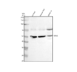 Western blot analysis of TDO2 using anti-TDO2 antibody. Electrophoresis was performed on a 10% SDS-PAGE gel at 80V (Stacking gel) / 120V (Resolving gel) for 2 hours. Lane 1: rat liver tissue lysates Lane 2: mouse liver tissue lysates, Lane 3: mouse HEPA1-6 whole cell lysates. After electrophoresis, proteins were transferred to a nitrocellulose membrane at 150 mA for 50-90 minutes. Blocked the membrane with 5% non-fat milk/TBS for 1.5 hour at RT. The membrane was incubated with rabbit anti-TDO2 antibody at 0.5 ug/ml overnight at 4oC, then washed with TBS-0.1%Tween 3 times with 5 minutes each and probed with a goat anti-rabbit IgG-HRP secondary antibody at a dilution of 1:5000 for 1.5 hour at RT. The signal was developed using an ECL Plus Western Blotting Substrate. A major band is detected at ~48 kDa, corresponding to the predicted molecular weight of TDO2. An additional band near ~70 kDa is observed, consistent with reports describing glycosylated or dimeric forms of TDO2 in hepatic tissues. Higher-molecular-weight species of TDO2 have been noted in biochemical and proteomic studies and are attributed to post-translational modification or incomplete denaturation of the tetrameric enzyme.