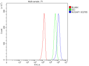 Flow cytometry analysis of fixed and permeabilized human U251 cells with NUSAP1 antibody at 1ug/million cells (blocked with goat sera); Red=cells alone, Green=isotype control, Blue= NUSAP1 antibody.