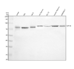Western blot analysis of SP110 using anti-SP110 antibody. Electrophoresis was performed on a 10% SDS-PAGE gel at 80V (Stacking gel) / 120V (Resolving gel) for 2 hours. Lane 1: human Jurkat whole cell lysates, Lane 2: human HEL whole cell lysates, Lane 3: human whole cell lysates, Lane 4: rat thymus tissue lysates, Lane 5: rat PC-12 whole cell lysates, Lane 6: mouse thymus tissue lysates, Lane 7: mouse RAW264.7 whole cell lysates. After electrophoresis, proteins were transferred to a nitrocellulose membrane at 150 mA for 50-90 minutes. Blocked the membrane with 5% non-fat milk/TBS for 1.5 hour at RT. The membrane was incubated with rabbit anti-SP110 antibody at 0.5 ug/ml overnight at 4oC, then washed with TBS-0.1%Tween 3 times with 5 minutes each and probed with a goat anti-rabbit IgG-HRP secondary antibody at a dilution of 1:5000 for 1.5 hour at RT. The signal was developed using an ECL Plus Western Blotting Substrate. The expected molecular weight of SP110 is ~78 kDa.