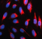 P4HA1 Antibody U-2 OS Cell IF. Immunofluorescence was performed on U-2 OS cells using P4HA1 Antibody (red). Enzyme-mediated antigen retrieval was performed prior to incubation with the primary antibody at 5 ug/ml. A Cy3-conjugated goat anti-rabbit IgG secondary antibody was used for detection, and nuclei were counterstained with DAPI (blue). Strong cytoplasmic staining with a reticular, perinuclear distribution is observed, consistent with the endoplasmic reticulum localization of P4HA1 as a key enzyme involved in collagen biosynthesis and post-translational collagen modification. These results demonstrate that this Collagen Biosynthesis Enzyme Antibody is suitable for immunofluorescent detection of endogenous P4HA1 in human U-2 OS cells.