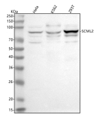 Western blot analysis of SCML2 using anti-SCML2 antibody. Lane 1: human Hela whole cell lysates, Lane 2: human K562 whole cell lysates, Lane 3: human 293T whole cell lysates. After electrophoresis, proteins were transferred to a nitrocellulose membrane at 150 mA for 50-90 minutes. Blocked the membrane with 5% non-fat milk/TBS for 1.5 hour at RT. The membrane was incubated with rabbit anti-SCML2 antibody at 0.5 ug/ml overnight at 4oC, then washed with TBS-0.1%Tween 3 times with 5 minutes each and probed with a goat anti-rabbit IgG-HRP secondary antibody at a dilution of 1:5000 for 1.5 hour at RT. The signal was developed using enhanced chemiluminescent. SCML2 antibody detects a predominant band at ~85 kDa with additional weaker bands above and below in HeLa, K562, and 293T lysates. Although the calculated size is ~77 kDa, Polycomb proteins such as SCML2 often migrate larger due to post-translational modifications and chromatin-associated mobility, and alternative isoforms can resolve as closely spaced species.