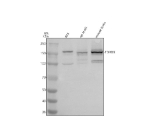 Western blot analysis of TDRD9 using anti-TDRD9 antibody. Electrophoresis was performed on a 8% SDS-PAGE gel at 80V (Stacking gel) / 120V (Resolving gel) for 2 hours. Lane 1: human RT4 whole cell lysates, Lane 2: rat testis tissue lysates, Lane 3: mouse testis tissue lysates. After electrophoresis, proteins were transferred to a nitrocellulose membrane at 150 mA for 50-90 minutes. Blocked the membrane with 5% non-fat milk/TBS for 1.5 hour at RT. The membrane was incubated with rabbit anti-TDRD9 antibody at 0.5 ug/ml overnight at 4oC, then washed with TBS-0.1%Tween 3 times with 5 minutes each and probed with a goat anti-rabbit IgG-HRP secondary antibody at a dilution of 1:5000 for 1.5 hour at RT. The signal was developed using an ECL Plus Western Blotting Substrate. TDRD9 antibody detects a dominant band at ~155-160 kDa in testis lysates, consistent with full-length TDRD9, along with a faint lower band representing a differentially phosphorylated or partially processed form. Additional weaker bands at ~100-110 kDa likely correspond to known proteolytic fragments of the helicase core observed in germ-cellârich tissues.
