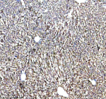 Immunohistochemical staining of LRG1 using anti-LRG1 antibody. LRG1 was detected in a paraffin-embedded section of rat liver tissue. Heat mediated antigen retrieval was performed in EDTA buffer (pH 8.0, epitope retrieval solution). The tissue section was blocked with 10% goat serum. The tissue section was then incubated with 1:100 rabbit anti-LRG1 antibody overnight at 4oC. Peroxidase Conjugated Goat Anti-rabbit IgG was used as secondary antibody and incubated for 30 minutes at 37oC. The tissue section was developed using an HRP secondary and DAB substrate.