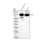 Western blot analysis of Calpain 3/CAPN3 using anti-CAPN3 antibody. Lane 1: mouse thymus tissue lysates, Lane 2: mouse C2C12 whole cell lysates. After electrophoresis, proteins were transferred to a nitrocellulose membrane at 150 mA for 50-90 minutes. Blocked the membrane with 5% non-fat milk/TBS for 1.5 hour at RT. The membrane was incubated with rabbit anti-CAPN3 antibody at 0.5 ug/ml overnight at 4oC, then washed with TBS-0.1%Tween 3 times with 5 minutes each and probed with a goat anti-rabbit IgG-HRP secondary antibody at a dilution of 1:5000 for 1.5 hour at RT. The signal was developed using enhanced chemiluminescent. A specific band was detected for Calpain 3/CAPN3 at approximately 99 kDa. The expected molecular weight of Calpain 3/CAPN3 is at 99 kDa.