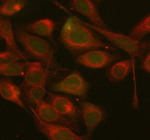 AXIN1 Antibody HeLa Cell IF. Immunofluorescent staining of HeLa cells using AXIN1 Antibody / Wnt Signaling Scaffold Protein Antibody demonstrates predominantly cytoplasmic green fluorescence throughout the cellular compartment, consistent with the established localization of Axis Inhibition Protein 1 (AXIN1) as a scaffold protein within the Wnt/beta-catenin signaling pathway. Co-staining with Beta Tubulin (red) highlights the cytoskeletal network and provides cellular structural reference. The observed AXIN1 staining pattern is consistent with its role in assembling the beta-catenin destruction complex and coordinating intracellular signal transduction events that regulate cellular differentiation, proliferation, and developmental signaling. Enzyme antigen retrieval was performed for 15 minutes prior to staining. Cells were incubated with primary antibodies overnight at 4oC followed by fluorescent secondary antibody detection and visualization by fluorescence microscopy.