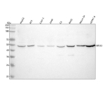 Western blot analysis of NR1H3 using anti-NR1H3 antibody. Lane 1: human HepG2 whole cell lysates, Lane 2: human RT4 whole cell lysates, Lane 3: human Caco-2 whole cell lysates, Lane 4: human whole cell lysates, Lane 5: rat C6 whole cell lysates, Lane 6: rat RH35 whole cell lysates, Lane 7: mouse Neuro-2a whole cell lysates, Lane 8: mouse HEPA1-6 whole cell lysates. After electrophoresis, proteins were transferred to a nitrocellulose membrane at 150 mA for 50-90 minutes. Blocked the membrane with 5% non-fat milk/TBS for 1.5 hour at RT. The membrane was incubated with rabbit anti-NR1H3 antibody at 0.5 ug/ml overnight at 4oC, then washed with TBS-0.1%Tween 3 times with 5 minutes each and probed with a goat anti-rabbit IgG-HRP secondary antibody at a dilution of 1:5000 for 1.5 hour at RT. The signal was developed using enhanced chemiluminescent. A specific band was detected for NR1H3 at approximately 50 kDa. The expected molecular weight of NR1H3 is ~50 kDa.
