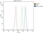Flow Cytometry analysis of HEL cells using anti-LRIF1 antibody. Overlay histogram showing HEL cells stained with (Blue line). To facilitate intracellular staining, cells were fixed with 4% paraformaldehyde and permeabilized with permeabilization buffer. The cells were blocked with 10% normal goat serum. And then incubated with rabbit anti-LRIF1 antibody (1 ug/million cells) for 30 min at 20oC. DyLight 488 conjugated goat anti-rabbit IgG (5-10 ug/million cells) was used as secondary antibody for 30 minutes at 20oC. Isotype control antibody (Green line) was rabbit IgG (1 ug/million cells) used under the same conditions. Unlabelled sample without incubation with primary antibody and secondary antibody (Red line) was used as a blank control.
