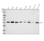 Western blot analysis of POLDIP2 using anti-POLDIP2 antibody. Lane 1: human Hela whole cell lysates, Lane 2: human HepG2 whole cell lysates, Lane 3: human Jurkat whole cell lysates, Lane 4: human K562 whole cell lysates, Lane 5: rat testis tissue lysates, Lane 6: rat kidney tissue lysates, Lane 7: mouse testis tissue lysates, Lane 8: mouse kidney tissue lysates. After electrophoresis, proteins were transferred to a nitrocellulose membrane at 150 mA for 50-90 minutes. Blocked the membrane with 5% non-fat milk/TBS for 1.5 hour at RT. The membrane was incubated with rabbit anti-POLDIP2 antibody at 0.25 ug/ml overnight at 4oC, then washed with TBS-0.1%Tween 3 times with 5 minutes each and probed with a goat anti-rabbit IgG-HRP secondary antibody at a dilution of 1:5000 for 1.5 hour at RT. The signal was developed using enhanced chemiluminescent. POLDIP2 antibody detects a prominent band at ~37 kDa across the indicated lysates. Although the theoretical mass is ~42 kDa, POLDIP2 contains an N-terminal mitochondrial targeting sequence that is cleaved upon import, producing a mature ~37 kDa species that predominates in endogenous samples.