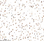 H3K9ac Antibody / HIST1H3A Promoter Activation Marker Antibody (clone 32H23). Immunohistochemistry analysis of HIST1H3A / Histone H3 Lys9 acetylation in rat brain tissue using H3K9ac Antibody / HIST1H3A Promoter Activation Marker Antibody. Strong HRP-DAB brown nuclear staining is observed in neuronal and glial cell populations, consistent with euchromatic localization and promoter-associated transcriptional activation, while background staining remains low in surrounding tissue structures.
