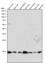 Western blot testing of rat samples using the Histone H3 (acetyl K9) antibody at 1:2000 dilution for 1 hour at room temperature. The expected molecular weight of Histone H3 (acetyl K9) is at 15 kDa.