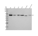 Western blot analysis of DKC1 using anti-DKC1 antibody. Electrophoresis was performed on a 10% SDS-PAGE gel at 80V (Stacking gel) / 120V (Resolving gel) for 2 hours. Lane 1: human HEL whole cell lysates, Lane 2: human U251 whole cell lysates, Lane 3: human whole cell lysates, Lane 4: human whole cell lysates, Lane 5: rat testis tissue lysates, Lane 6: mouse testis tissue lysates. After electrophoresis, proteins were transferred to a nitrocellulose membrane at 150 mA for 50-90 minutes. Blocked the membrane with 5% non-fat milk/TBS for 1.5 hour at RT. The membrane was incubated with rabbit anti-DKC1 antibody at 0.5 ug/ml overnight at 4oC, then washed with TBS-0.1%Tween 3 times with 5 minutes each and probed with a goat anti-rabbit IgG-HRP secondary antibody at a dilution of 1:5000 for 1.5 hour at RT. The signal was developed using an ECL Plus Western Blotting Substrate. A specific band was detected for DKC1 at approximately 58 kDa. The expected molecular weight of DKC1 is ~58 kDa.