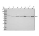 Western blot analysis of PSMD5 using anti-PSMD5 antibody. Electrophoresis was performed on a 10% SDS-PAGE gel at 80V (Stacking gel) / 120V (Resolving gel) for 2 hours. Lane 1: human Hela whole cell lysates, Lane 2: human Jurkat whole cell lysates, Lane 3: human K562 whole cell lysates, Lane 4: rat liver tissue lysates, Lane 5: rat RH35 whole cell lysates, Lane 6: mouse liver tissue lysates, Lane 7: mouse NIH/3T3 whole cell lysates. After electrophoresis, proteins were transferred to a nitrocellulose membrane at 150 mA for 50-90 minutes. Blocked the membrane with 5% non-fat milk/TBS for 1.5 hour at RT. The membrane was incubated with rabbit anti-PSMD5 antibody at 0.5 ug/ml overnight at 4oC, then washed with TBS-0.1%Tween 3 times with 5 minutes each and probed with a goat anti-rabbit IgG-HRP secondary antibody at a dilution of 1:5000 for 1.5 hour at RT. The signal was developed using an ECL Plus Western Blotting Substrate. A specific band was detected for PSMD5 at approximately 56 kDa. The expected molecular weight of PSMD5 is ~56 kDa.