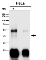Clu Antibody IP. Immunoprecipitation analysis using the Clu antibody at 1:50 dilution. Western blot at 1:500 dilution. Clusterin IP from HeLa lysate. Under reducing conditions, a faint clusterin band appears in the low-40 kDa range (alpha chain). Prominent ~50-55 kDa and ~25 kDa bands represent IgG heavy and light chains from the IP antibody.