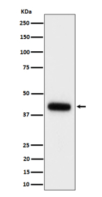 Clu Antibody Mouse Serum WB. Western blot analysis of Clusterin expression in mouse serum cell lysate using Clu antibody. Predicted molecular weight: 75-80 kDa (heterodimer precursor), 36-39 kDa (alpha subunit).