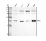 Western blot analysis of PSF2/GINS2 using anti-GINS2 antibody. Lane 1: human Jurkat whole cell lysates, Lane 2: human Hela whole cell lysates, Lane 3: human HepG2 whole cell lysates, Lane 4: human 293T whole cell lysates. After electrophoresis, proteins were transferred to a nitrocellulose membrane at 150 mA for 50-90 minutes. Blocked the membrane with 5% non-fat milk/TBS for 1.5 hour at RT. The membrane was incubated with rabbit anti-GINS2 antibody at 0.5 ug/ml overnight at 4oC, then washed with TBS-0.1%Tween 3 times with 5 minutes each and probed with a goat anti-rabbit IgG-HRP secondary antibody at a dilution of 1:5000 for 1.5 hour at RT. The signal was developed using enhanced chemiluminescent. The expected molecular weight of PSF2/GINS2 is at 21 kDa.