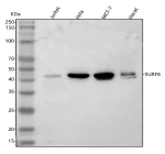Western blot analysis of SURF6 using anti-SURF6 antibody. Lane 1: human Jurkat whole cell lysates, Lane 2: human Hela whole cell lysates, Lane 3: human MCF-7 whole cell lysates, Lane 4: human Hacat whole cell lysates. After electrophoresis, proteins were transferred to a nitrocellulose membrane at 150 mA for 50-90 minutes. Blocked the membrane with 5% non-fat milk/TBS for 1.5 hour at RT. The membrane was incubated with rabbit anti-SURF6 antibody at 0.5 ug/ml overnight at 4oC, then washed with TBS-0.1%Tween 3 times with 5 minutes each and probed with a goat anti-rabbit IgG-HRP secondary antibody at a dilution of 1:5000 for 1.5 hour at RT. The signal was developed using enhanced chemiluminescent. The expected molecular weight of SURF6 is ~41 kDa.