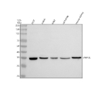 Western blot analysis of BNIP3L using anti-BNIP3L antibody. Lane 1: human 293T whole cell lysates, Lane 2: human Jurkat whole cell lysates, Lane 3: human K562 whole cell lysates, Lane 4: rat kidney tissue lysates, Lane 5: mouse kidney tissue lysates. After electrophoresis, proteins were transferred to a nitrocellulose membrane at 150 mA for 50-90 minutes. Blocked the membrane with 5% non-fat milk/TBS for 1.5 hour at RT. The membrane was incubated with rabbit anti-BNIP3L antibody at 0.5 ug/ml overnight at 4oC, then washed with TBS-0.1%Tween 3 times with 5 minutes each and probed with a goat anti-rabbit IgG-HRP secondary antibody at a dilution of 1:5000 for 1.5 hour at RT. The signal was developed using enhanced chemiluminescent. Western blot detection of BNIP3L (NIX) shows a single band at ~35 kDa across cell and tissue lysates. Despite a calculated mass of ~24-26 kDa, BNIP3L commonly migrates at ~32-36 kDa due to its transmembrane domain and phosphorylation-dependent mobility.