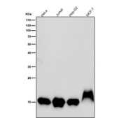 Histone H3 (mono methyl K79) Antibody / HIST1H3A Chromatin Organization Antibody (clone 31H92) for WB. Western blot analysis of HIST1H3A / Histone H3 Lys79 monomethylation (K79me1) in human cell lysates using Histone H3 (mono methyl K79) Antibody / HIST1H3A Chromatin Organization Antibody. A band is detected at the predicted molecular weight of approximately 15 kDa corresponding to monomethylated Histone H3, consistent with intranucleosomal methylation within the histone core domain and chromatin organization-associated regulatory states.
