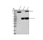 DNMT3A Antibody IP. Immunoprecipitating DNMT3A in MCF-7 whole cell lysate. Western blot analysis of DNMT3A using anti-DNMT3A antibody. Lane 1: MCF-7 whole cell lysates (30ug), Lane 2: Rabbit control IgG instead of anti-DNMT3A antibody in MCF-7 whole cell lysate, Lane 3: anti-DNMT3A antibody (2ug) + MCF-7 whole cell lysate (500ug). After electrophoresis, proteins were transferred to a membrane. Then the membrane was incubated with rabbit anti-DNMT3A antibody at a dilution of 0.5 ug/ml and probed with a goat anti-rabbit IgG-HRP secondary antibody. The signal is developed using ECL Plus Western Blotting Substrate. Western blot detection of DNMT3A shows a predominant band at ~120-130 kDa across cell lines, consistent with the DNMT3A1 isoform. The shorter DNMT3A2 isoform (~102 kDa) is not prominent in this sample. Post-translational modifications may further increase apparent molecular weight.