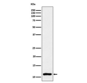 Histone H4 (mono methyl K20) Antibody HeLa WB. Western blot testing of human HeLa cell lysate using the Histone H4 (mono methyl K20) antibody at 1:3000 dilution for 1 hour at room temperature. Predicted molecular weight ~11 kDa.