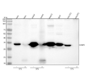 Western blot analysis of Caspase 3 using anti-CASP3 antibody. Lane 1: human Hela whole cell lysates, Lane 2: human Hela whole cell lysates, Lane 3: human Jurkat whole cell lysates, Lane 4: human Jurkat whole cell lysates, Lane 5: human HepG2 whole cell lysates, Lane 6: human 293T whole cell lysates, Lane 7: mouse NIH/3T3 whole cell lysates, Lane 8: mouse NIH/3T3 whole cell lysates. After electrophoresis, proteins were transferred to a nitrocellulose membrane at 150 mA for 50-90 minutes. Blocked the membrane with 5% non-fat milk/TBS for 1.5 hour at RT. The membrane was incubated with rabbit anti-Caspase 3 antibody at 1:500 overnight at 4oC, then washed with TBS-0.1%Tween 3 times with 5 minutes each and probed with a goat anti-rabbit IgG-HRP secondary antibody at a dilution of 1:500 for 1.5 hour at RT. The signal was developed using enhanced chemiluminescent. Western blot of caspase 3 in cells treated +/- staurosporine (STS). In untreated samples a ~32 kDa band corresponding to pro-caspase-3 is detected. STS treatment reduces the proform and generates a ~17 kDa band, consistent with the cleaved large subunit of active caspase-3 (p17). This shift indicates caspase-3 activation by STS.
