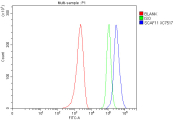 Flow cytometry analysis of fixed and permeabilized human MCF7 cells with SCAF11 antibody at 1ug/million cells (blocked with goat sera); Red=cells alone, Green=isotype control, Blue= SCAF11 antibody.