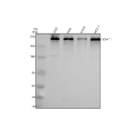 Western blot analysis of SCAF11 using anti-SCAF11 antibody. Electrophoresis was performed on a 8% SDS-PAGE gel at 80V (Stacking gel) / 120V (Resolving gel) for 2 hours. Lane 1: human 293T whole cell lysates, Lane 2: human Hela whole cell lysates, Lane 3: human Jurkat whole cell lysates, Lane 4: human MCF-7 whole cell lysates. After electrophoresis, proteins were transferred to a nitrocellulose membrane at 150 mA for 50-90 minutes. Blocked the membrane with 5% non-fat milk/TBS for 1.5 hour at RT. The membrane was incubated with rabbit anti-SCAF11 antibody at 0.5 ug/ml overnight at 4oC, then washed with TBS-0.1%Tween 3 times with 5 minutes each and probed with a goat anti-rabbit IgG-HRP secondary antibody at a dilution of 1:5000 for 1.5 hour at RT. The signal was developed using an ECL Plus Western Blotting Substrate. A predominant band is detected at an approximately 230-240 kDa in all samples, running well above the predicted ~165 kDa size but consistent with the high apparent molecular weight reported for the highly phosphorylated SR rich splicing factor SCAF11 in the literature.