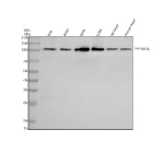 Western blot analysis of iASPP/PPP1R13L using anti-PPP1R13L antibody. Electrophoresis was performed on a 10% SDS-PAGE gel at 80V (Stacking gel) / 120V (Resolving gel) for 2 hours. Lane 1: human RT4 whole cell lysates, Lane 2: human whole cell lysates, Lane 3: human SIHA whole cell lysates, Lane 4: human U20S whole cell lysates, Lane 5: rat heart tissue lysates, Lane 6: mouse heart tissue lysates. After electrophoresis, proteins were transferred to a nitrocellulose membrane at 150 mA for 50-90 minutes. Blocked the membrane with 5% non-fat milk/TBS for 1.5 hour at RT. The membrane was incubated with rabbit anti-PPP1R13L antibody at 0.5 ug/ml overnight at 4oC, then washed with TBS-0.1%Tween 3 times with 5 minutes each and probed with a goat anti-rabbit IgG-HRP secondary antibody at a dilution of 1:5000 for 1.5 hour at RT. The signal was developed using an ECL Plus Western Blotting Substrate. A predominant band is detected at an approximately 110 kDa in all samples, running above the predicted ~89 kDa mass but consistent with the higher apparent molecular weight reported for the heavily post translationally modified regulatory protein PPP1R13L in the literature.