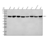 Western blot analysis of STXBP3 using anti-STXBP3 antibody. Electrophoresis was performed on a 10% SDS-PAGE gel at 80V (Stacking gel) / 120V (Resolving gel) for 2 hours. Lane 1: human HepG2 whole cell lysates, Lane 2: human K562 whole cell lysates, Lane 3: human MCF-7 whole cell lysates, Lane 4: human THP-1 whole cell lysates, Lane 5: rat liver tissue lysates, Lane 6: rat PC-12 whole cell lysates, Lane 7: mouse liver tissue lysates, Lane 8: mouse Ana-1 whole cell lysates. After electrophoresis, proteins were transferred to a nitrocellulose membrane at 150 mA for 50-90 minutes. Blocked the membrane with 5% non-fat milk/TBS for 1.5 hour at RT. The membrane was incubated with rabbit anti-STXBP3 antibody at 0.5 ug/ml overnight at 4oC, then washed with TBS-0.1%Tween 3 times with 5 minutes each and probed with a goat anti-rabbit IgG-HRP secondary antibody at a dilution of 1:5000 for 1.5 hour at RT. The signal was developed using an ECL Plus Western Blotting Substrate. A specific band was detected for STXBP3 at approximately 68 kDa. The expected molecular weight of STXBP3 is ~68 kDa.
