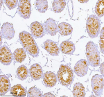Immunohistochemical staining of SPA17 using anti-SPA17 antibody. SPA17 was detected in a paraffin-embedded section of rat testis tissue. Heat mediated antigen retrieval was performed in EDTA buffer (pH 8.0, epitope retrieval solution). The tissue section was blocked with 10% goat serum. The tissue section was then incubated with 2 ug/ml rabbit anti-SPA17 antibody overnight at 4oC. Peroxidase Conjugated Goat Anti-rabbit IgG was used as secondary antibody and incubated for 30 minutes at 37oC. The tissue section was developed using an HRP secondary and DAB substrate.