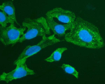 FOXL1 Antibody U2OS IF. Immunofluorescence analysis of U2OS cells stained with FOXI1 Antibody / Forkhead Transcription Factor Antibody (green). Forkhead box protein I1 / FOXI1 staining is observed throughout the cytoplasm with additional perinuclear signal in human U2OS cells, consistent with the dynamic intracellular distribution reported for FOX family transcription-associated regulatory proteins. Cells were subjected to enzyme-mediated antigen retrieval followed by incubation with rabbit anti-FOXI1 antibody and DyLight 488-conjugated secondary antibody. Nuclei are counterstained with DAPI (blue).