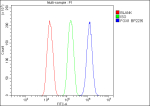 FOXI1 Antibody FACS. Flow cytometry analysis of fixed and permeabilized cells stained with FOXI1 Antibody / Forkhead Transcription Factor Antibody (blue histogram). Isotype control is shown in green and unstained blank control in red. The distinct rightward fluorescence shift supports detection of endogenous Forkhead box protein I1 / FOXI1 expression, consistent with the intracellular distribution expected for a forkhead family transcription-associated regulatory protein. Cells were fixed with paraformaldehyde, permeabilized prior to intracellular staining, and detected using DyLight 488-conjugated goat anti-rabbit IgG secondary antibody.