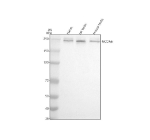 Western blot analysis of NCOA6 using anti-NCOA6 antibody. Electrophoresis was performed on a 8% SDS-PAGE gel at 80V (Stacking gel) / 120V (Resolving gel) for 2 hours. Lane 1: human Hacat whole cell lysates, Lane 2: rat testis tissue lysates, Lane 3: mouse testis tissue lysates. After electrophoresis, proteins were transferred to a nitrocellulose membrane at 150 mA for 50-90 minutes. Blocked the membrane with 5% non-fat milk/TBS for 1.5 hour at RT. The membrane was incubated with rabbit anti-NCOA6 antibody at 0.5 ug/ml overnight at 4oC, then washed with TBS-0.1%Tween 3 times with 5 minutes each and probed with a goat anti-rabbit IgG-HRP secondary antibody at a dilution of 1:5000 for 1.5 hour at RT. The signal was developed using an ECL Plus Western Blotting Substrate. A predominant band is detected at an approximately 240 kDa in all samples, running above the predicted ~219 kDa size but consistent with the higher apparent molecular weight typically observed for the large, heavily post translationally modified coactivator NCOA6.