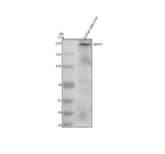 Western blot analysis of NAV1 using anti-NAV1 antibody. Electrophoresis was performed on a 8% SDS-PAGE gel at 80V (Stacking gel) / 120V (Resolving gel) for 2 hours. Lane 1: human placenta tissue lysates. After electrophoresis, proteins were transferred to a nitrocellulose membrane at 150 mA for 50-90 minutes. Blocked the membrane with 5% non-fat milk/TBS for 1.5 hour at RT. The membrane was incubated with rabbit anti-NAV1 antibody at 0.5 ug/ml overnight at 4oC, then washed with TBS-0.1%Tween 3 times with 5 minutes each and probed with a goat anti-rabbit IgG-HRP secondary antibody at a dilution of 1:5000 for 1.5 hour at RT. The signal was developed using an ECL Plus Western Blotting Substrate. A predominant band is detected between an approximately 230 and 250 kDa, running above the predicted ~202 kDa size but consistent with the higher apparent molecular weight expected for a large coiled-coil cytoskeletal protein with extensive post translational modification.