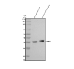 Western blot analysis of GPR35 using anti-GPR35 antibody. Electrophoresis was performed on a 10% SDS-PAGE gel at 80V (Stacking gel) / 120V (Resolving gel) for 2 hours. Lane 1: rat small intestine tissue lysates, Lane 2: mouse small intestine tissue lysates. After electrophoresis, proteins were transferred to a nitrocellulose membrane at 150 mA for 50-90 minutes. Blocked the membrane with 5% non-fat milk/TBS for 1.5 hour at RT. The membrane was incubated with rabbit anti-GPR35 antibody at 0.5 ug/ml overnight at 4oC, then washed with TBS-0.1%Tween 3 times with 5 minutes each and probed with a goat anti-rabbit IgG-HRP secondary antibody at a dilution of 1:5000 for 1.5 hour at RT. The signal was developed using an ECL Plus Western Blotting Substrate. The predicted molecular weight of GPR35 is ~34 kDa, commonly observed at ~35 kDa.