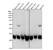 BCL2L1 Antibody Cross-Species WB. Western blot analysis of mouse heart, mouse liver, mouse spleen, mouse lung, mouse skin, rat heart, and rat liver tissue lysates using BCL2L1 Antibody demonstrates a predominant immunoreactive band at approximately 26-32 kDa, consistent with expression of Bcl-XL, the major anti-apoptotic isoform encoded by the BCL2L1 gene. Bcl-XL functions as a critical regulator of mitochondrial apoptosis by inhibiting pro-apoptotic BCL2 family proteins and promoting cellular survival across diverse tissues. A faint band near 50 kDa is observed in selected samples and may represent an SDS-resistant Bcl-XL dimer or higher-order protein complex. This higher molecular weight species is substantially less abundant than the predominant monomeric form. Antibody incubation was performed at 1:1000 dilution for 1 hour at room temperature. Predicted molecular weight: approximately 26 kDa. Commonly observed molecular weight: 26-32 kDa.