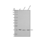 Western blot analysis of NCR3 using anti-NCR3 antibody. Electrophoresis was performed on a 10% SDS-PAGE gel at 80V (Stacking gel) / 120V (Resolving gel) for 2 hours. Lane 1: human HEL whole cell lysates, Lane 2: rat brain tissue lysates, Lane 3: mouse brain tissue lysates. After electrophoresis, proteins were transferred to a nitrocellulose membrane at 150 mA for 50-90 minutes. Blocked the membrane with 5% non-fat milk/TBS for 1.5 hour at RT. The membrane was incubated with rabbit anti-NCR3 antibody at 0.5 ug/ml overnight at 4oC, then washed with TBS-0.1%Tween 3 times with 5 minutes each and probed with a goat anti-rabbit IgG-HRP secondary antibody at a dilution of 1:5000 for 1.5 hour at RT. The signal was developed using an ECL Plus Western Blotting Substrate. A single band is detected at an approximately 26 kDa in all samples, running above the predicted ~22 kDa mass but consistent with the higher apparent molecular weight expected for the glycosylated form of the NK cell receptor NCR3.