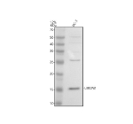Western blot analysis of UBE2W using anti-UBE2W antibody. Electrophoresis was performed on a 12% SDS-PAGE gel at 80V (Stacking gel) / 120V (Resolving gel) for 2 hours. Lane 1: human PC-3 whole cell lysates. After electrophoresis, proteins were transferred to a nitrocellulose membrane at 150 mA for 50-90 minutes. Blocked the membrane with 5% non-fat milk/TBS for 1.5 hour at RT. The membrane was incubated with rabbit anti-UBE2W antibody at 0.5 ug/ml overnight at 4oC, then washed with TBS-0.1%Tween 3 times with 5 minutes each and probed with a goat anti-rabbit IgG-HRP secondary antibody at a dilution of 1:5000 for 1.5 hour at RT. The signal was developed using an ECL Plus Western Blotting Substrate. The expected molecular weight of UBE2W is ~17 kDa.