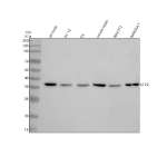 Western blot analysis of ETV2 using anti-ETV2 antibody. Electrophoresis was performed on a 10% SDS-PAGE gel at 80V (Stacking gel) / 120V (Resolving gel) for 2 hours. Lane 1: rat testis tissue lysates, Lane 2: rat PC-12 whole cell lysates, Lane 3: rat C6 whole cell lysates, Lane 4: mouse testis tissue lysates, Lane 5: mouse NIH/3T3 whole cell lysates, Lane 6: mouse RAW264.7 whole cell lysates. After electrophoresis, proteins were transferred to a nitrocellulose membrane at 150 mA for 50-90 minutes. Blocked the membrane with 5% non-fat milk/TBS for 1.5 hour at RT. The membrane was incubated with rabbit anti-ETV2 antibody at 0.5 ug/ml overnight at 4oC, then washed with TBS-0.1%Tween 3 times with 5 minutes each and probed with a goat anti-rabbit IgG-HRP secondary antibody at a dilution of 1:5000 for 1.5 hour at RT. The signal was developed using an ECL Plus Western Blotting Substrate. A specific band was detected for ETV2 at approximately 37 kDa. The expected molecular weight of ETV2 is ~37 kDa.