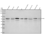 Western blot analysis of Phospho-RIP3 (S232) using anti-Phospho-RIP3 (pS232) antibody. Lane 1: rat spleen tissue lysates, Lane 2: rat liver tissue lysates, Lane 3: rat heart tissue lysates, Lane 4: rat L6 whole cell lysates, Lane 5: mouse spleen tissue lysates, Lane 6: mouse liver tissue lysates, Lane 7: mouse heart tissue lysates, Lane 8: mouse L929 whole cell lysates. After electrophoresis, proteins were transferred to a nitrocellulose membrane at 150 mA for 50-90 minutes. Blocked the membrane with 5% non-fat milk/TBS for 1.5 hour at RT. The membrane was incubated with rabbit anti-Phospho-RIP3 (S232) antibody (S232) at 1:500 overnight at 4oC, then washed with TBS-0.1%Tween 3 times with 5 minutes each and probed with a goat anti-rabbit IgG-HRP secondary antibody at a dilution of 1:500 for 1.5 hour at RT. The signal was developed using enhanced chemiluminescent. The expected molecular weight of Phospho-RIP3 (S232) is at 50 kDa.