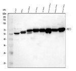 Western blot analysis of ME3 using anti-ME3 antibody. Lane 1: monkey COS7 whole cell lysates, Lane 2: human HEL whole cell lysates, Lane 3: rat kidney tissue lysates, Lane 4: rat heart tissue lysates, Lane 5: rat brain tissue lysates, Lane 6: mouse kidney tissue lysates, Lane 8: mouse heart tissue lysates, Lane 9: mouse brain tissue lysates. After electrophoresis, proteins were transferred to a nitrocellulose membrane at 150 mA for 50-90 minutes. Blocked the membrane with 5% non-fat milk/TBS for 1.5 hour at RT. The membrane was incubated with rabbit anti-ME3 antibody at 0.25 ug/ml overnight at 4oC, then washed with TBS-0.1%Tween 3 times with 5 minutes each and probed with a goat anti-rabbit IgG-HRP secondary antibody at a dilution of 1:5000 for 1.5 hour at RT. The signal was developed using enhanced chemiluminescent. Western blot analysis shows a dominant ~65-70 kDa band corresponding to the full-length protein, consistent with the predicted size. A secondary band at ~50-55 kDa is also detected in multiple tissues, likely representing a known processed or truncated mitochondrial form of ME3 reported in the literature.