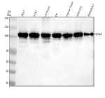 Western blot analysis of HSPA4 using anti-HSPA4 antibody. Lane 1: human 293T whole cell lysates, Lane 2: human K562 whole cell lysates, Lane 3: rat brain tissue lysates, Lane 4: rat C6 whole cell lysates, Lane 5: mouse brain tissue lysates, Lane 6: mouse NIH/3T3 whole cell lysates, Lane 7: mouse Raw264.7 whole cell lysates. After electrophoresis, proteins were transferred to a nitrocellulose membrane at 150 mA for 50-90 minutes. Blocked the membrane with 5% non-fat milk/TBS for 1.5 hour at RT. The membrane was incubated with rabbit anti-HSPA4 antibody at 0.5 ug/ml overnight at 4oC, then washed with TBS-0.1%Tween 3 times with 5 minutes each and probed with a goat anti-rabbit IgG-HRP secondary antibody at a dilution of 1:5000 for 1.5 hour at RT. The signal was developed using enhanced chemiluminescent. A dominant band is observed at approximately 105-110 kDa, which is the expected migration pattern for HSPA4. Although the theoretical molecular weight of HSPA4 is ~94 kDa, members of the Hsp110 family, including HSPA4, are well known to migrate 10-20 kDa heavier due to acidic domains, extended disordered regions, and phosphorylation, which reduce SDS binding and cause anomalous gel mobility.
