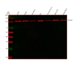 Western blot analysis of HSPA4 using anti-HSPA4 antibody. Lane 1: human 293T whole cell lysates, Lane 2: human K562 whole cell lysates, Lane 3: rat brain tissue lysates, Lane 4: rat C6 whole cell lysates, Lane 6: mouse brain tissue lysates, Lane 7: mouse NIH/3T3 whole cell lysates, Lane 8: mouse Raw264.7 whole cell lysates. After electrophoresis, proteins were transferred to a nitrocellulose membrane at 150 mA for 50-90 minutes. Blocked the membrane with 5% non-fat milk/TBS for 1.5 hour at RT. The membrane was incubated with rabbit anti-HSPA4 antibody at 0.25 ug/ml overnight at 4oC, then washed with TBS-0.1%Tween 3 times with 5 minutes each and probed with a goat anti-rabbit IgG-DyLight 647 Conjugated secondary antibody at a dilution of 1:2000 for 1.5 hour at RT. A dominant band is observed at approximately 105-110 kDa, which is the expected migration pattern for HSPA4. Although the theoretical molecular weight of HSPA4 is ~94 kDa, members of the Hsp110 family, including HSPA4, are well known to migrate 10-20 kDa heavier due to acidic domains, extended disordered regions, and phosphorylation, which reduce SDS binding and cause anomalous gel mobility.