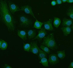 Immunofluorescent staining of MATK using anti-MATK antibody (green). MATK was detected in an immunocytochemical section of cells. Enzyme antigen retrieval was performed using IHC enzyme antigen retrieval reagent for 15 mins. The cells were blocked with 10% goat serum. And then incubated with 5 ug/ml rabbit anti-MATK antibody overnight at 4oC. DyLight 488 Conjugated Goat Anti-Rabbit IgG was used as secondary antibody at 1:500 dilution and incubated for 30 minutes at 37oC. The section was counterstained with DAPI nuclear stain (blue). Visualize using a fluorescence microscope and filter sets appropriate for the label used.