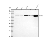 Western blot analysis of SLC6A16 using anti-SLC6A16 antibody. Electrophoresis was performed on a 10% SDS-PAGE gel at 80V (Stacking gel) / 120V (Resolving gel) for 2 hours. Lane 1: human SIHA whole cell lysates, Lane 2: human K562 whole cell lysates, Lane 3: rat testis tissue lysates, Lane 4: rat C6 tissue lysates, Lane 5: mouse testis tissue lysates. After electrophoresis, proteins were transferred to a nitrocellulose membrane at 150 mA for 50-90 minutes. Blocked the membrane with 5% non-fat milk/TBS for 1.5 hour at RT. The membrane was incubated with rabbit anti-SLC6A16 antibody at 0.5 ug/ml overnight at 4oC, then washed with TBS-0.1%Tween 3 times with 5 minutes each and probed with a goat anti-rabbit IgG-HRP secondary antibody at a dilution of 1:5000 for 1.5 hour at RT. The signal was developed using an ECL Plus Western Blotting Substrate. Predicted molecular weight ~82 kDa.