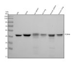TOR4A Antibody 29T65 in Human, Mouse and Rat WB. Western blot testing of human HEL erythroleukemia and SIHA cervical cancer cell lysates, rat spleen and lung tissue lysates, and mouse spleen and lung tissue lysates with TOR4A Antibody 29T65 / Torsin-4A Antibody, clone 29T65, at 1:500 overnight at 4oC. Lane 1: HEL. Lane 2: SIHA. Lane 3: rat spleen. Lane 4: rat lung. Lane 5: mouse spleen. Lane 6: mouse lung. A specific band is observed at approximately 47 kDa, consistent with the expected molecular weight of TOR4A.