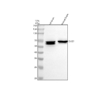 Western blot analysis of Oas2 using anti-OAS2 antibody. Lane 1: rat brain tissue lysates, Lane 2: mouse brain tissue lysates. After electrophoresis, proteins were transferred to a nitrocellulose membrane at 150 mA for 50-90 minutes. Blocked the membrane with 5% non-fat milk/TBS for 1.5 hour at RT. The membrane was incubated with rabbit anti-OAS2 antibody at 0.5 ug/ml overnight at 4oC, then washed with TBS-0.1%Tween 3 times with 5 minutes each and probed with a goat anti-rabbit IgG-HRP secondary antibody at a dilution of 1:5000 for 1.5 hour at RT. The signal was developed using enhanced chemiluminescent. A strong band was detected at ~65 kDa, which is lower than the predicted 82 kDa and consistent with known shorter OAS2 isoforms reported in rodent tissues. Rat brain additionally showed a prominent lower-molecular-weight band, representing a documented truncated isoform or proteolytic fragment of Oas2.